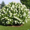50 White Hydrangea Seeds - Oakleaf Bush, Hedge, Shrub | Hydrangea quercifolia Outdoor Perennial - Image 1