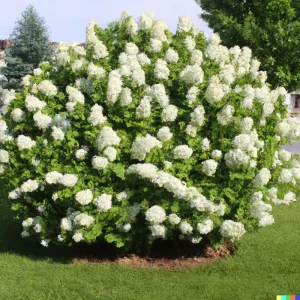 50 White Hydrangea Seeds - Oakleaf Bush, Hedge, Shrub | Hydrangea quercifolia Outdoor Perennial - Image 1