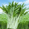 50+ White Stem Water Spinach Seeds - Ong Choy, Kong Xin Cai, Rau Muống Trắng - Vegetable Seeds - Image 1