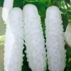 50+ White Wonder Cucumber Seeds - Organic Non-GMO Vegetable Seeds - Image 1