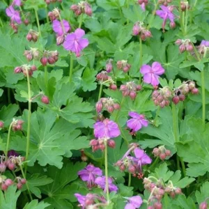 50 Wild Geranium Plants Cranesbill Maculatum Organic Bare Root Stock - Image 4