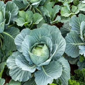 500 All Seasons Cabbage Seeds - Organic Vegetable Seeds - Heat Resistant - Image 2