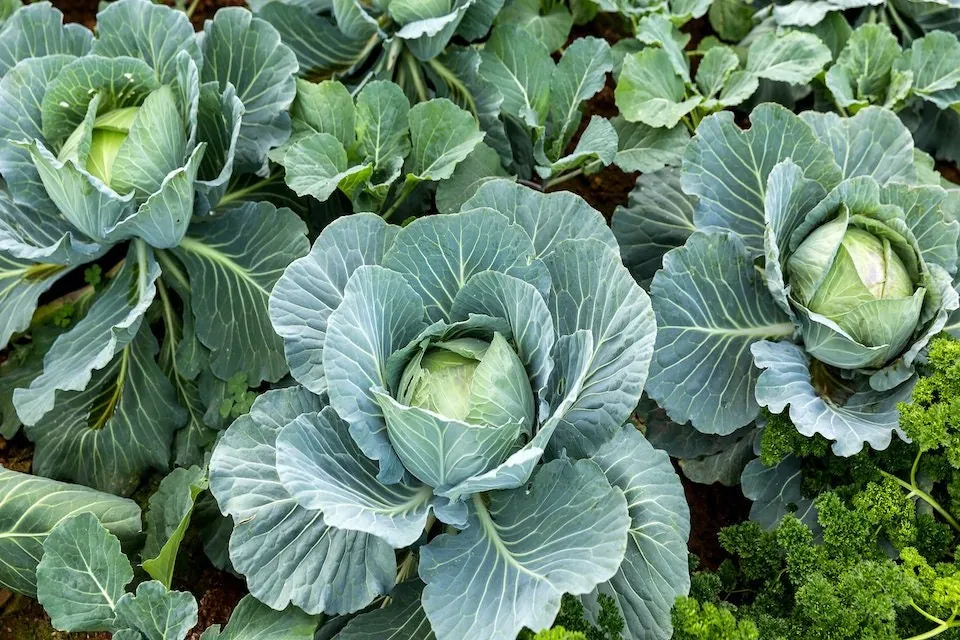 500 All Seasons Cabbage Seeds - Organic Vegetable Seeds - Heat Resistant - Image 2