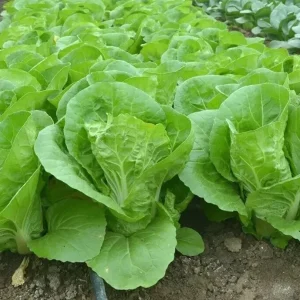 500+ Chinese Cabbage Seeds - Pak Choi Kuai Cai - Fast-Growing, Non-GMO - Image 2