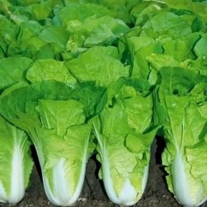 500+ Chinese Cabbage Seeds - Pak Choi Kuai Cai - Fast-Growing, Non-GMO - Image 1