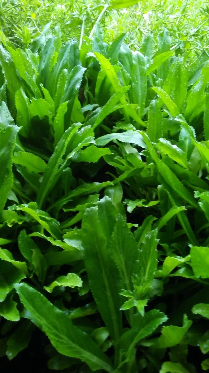 500+ Culantro Recao Seeds - Mexican Coriander Herb Seeds - Indoor/Outdoor - Image 1