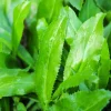 500+ Culantro Seeds - Mexican Coriander (Ngò Gai) - Annual Herb Seeds - Image 1