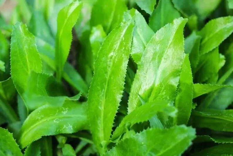 500 Culantro Seeds - Recao, Ngò Gai, Coriander, Eryngium foetidum - Grow Your Own Herb - Image 1