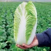 500 Napa Michihili Cabbage Seeds - Heirloom Vegetable Seeds for Garden - Image 1
