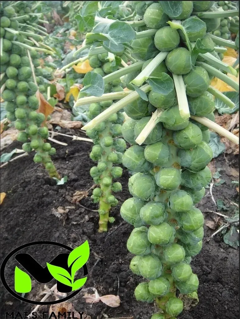 500+ Organic Catskill Brussels Sprouts Seeds - Non-GMO Vegetable Seeds for Garden - Image 2