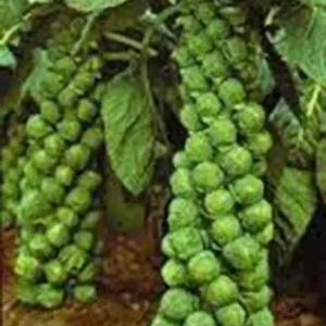 500+ Organic Catskill Brussels Sprouts Seeds - Non-GMO Vegetable Seeds for Garden - Image 1