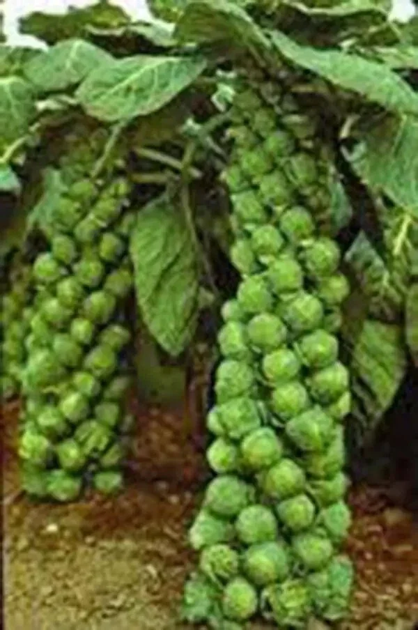 500+ Organic Catskill Brussels Sprouts Seeds - Non-GMO Vegetable Seeds for Garden - Image 1