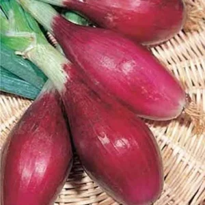 500+ Organic Italian Red Torpedo Onion Seeds - Rossa di Tropea, Non-GMO - Image 1