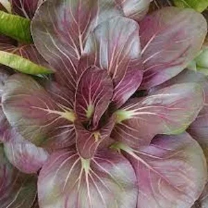 500+ Organic Red Tatsoi Mustard Scarlet Vegetable Seeds - Non-GMO Outdoor - Image 2