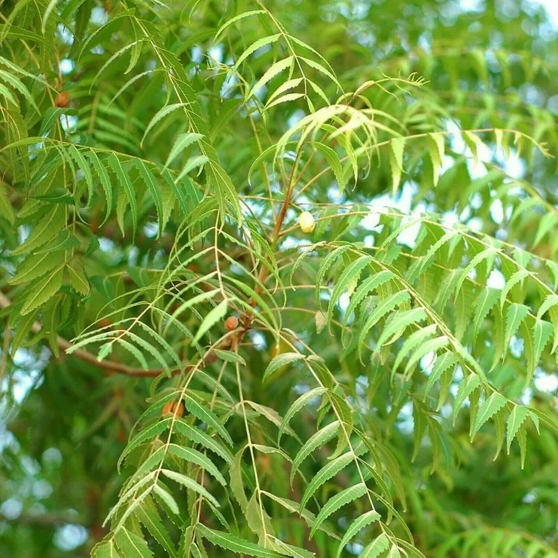 500+ Rare Neem Tree Seeds - Azadirachta Indica Non-GMO for Indoor & Outdoor Planting - Image 2