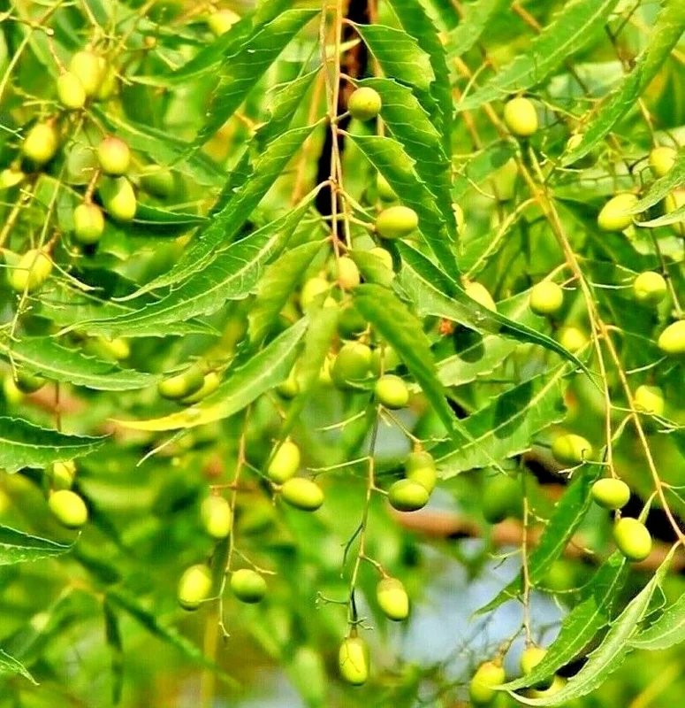 500+ Rare Neem Tree Seeds - Azadirachta Indica Non-GMO for Indoor & Outdoor Planting - Image 1