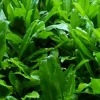 500+ Shadow Beni Culantro Seeds - Mexican Long Sawtooth Coriander Thai Parsley - Image 1