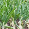 500 Vidalia Sweet Onion Seeds - Non-GMO Heirloom Vegetable Seeds - Image 1
