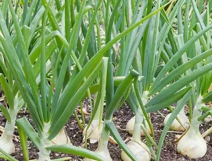 500 Vidalia Sweet Onion Seeds - Non-GMO Heirloom Vegetable Seeds - Image 1