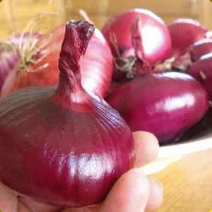 5000+ Red Cippolini Onion Seeds - Non-GMO Heirloom USA Grown Onion Seed Pack - Image 5