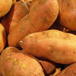 500g Sweet Potato Seed for Planting - USDA Certified Bulbs, Annual, USA - Image 1