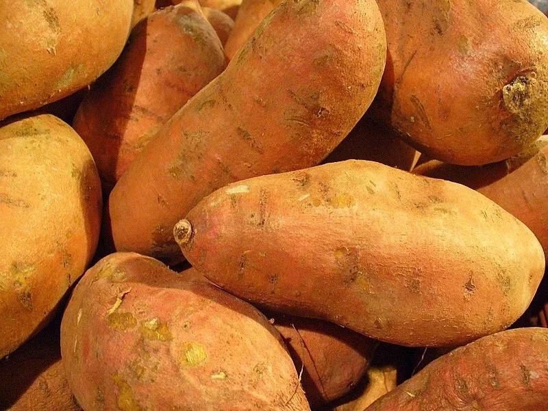 500g Sweet Potato Seed for Planting - USDA Certified Bulbs, Annual, USA - Image 1