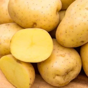 500G Yukon Gold Seed Potatoes USDA Certified Planting 500gram Potato Seed 2024 - Image 1