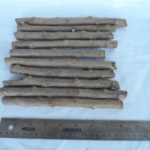 5x Mexican Sunflower Cuttings – Perennial Starter Pack – Fragrant - Image 2