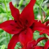 6 Asiatic Lily Flower Bulbs Mix - Perennial Butterfly Garden Plants - Image 1