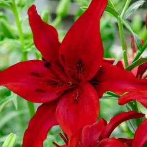6 Asiatic Lily Flower Bulbs Mix - Perennial Butterfly Garden Plants - Image 1