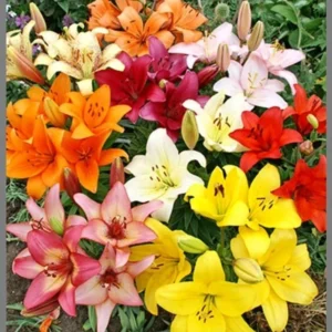 6 Asiatic Lily Flower Bulbs Mix - Perennial Butterfly Garden Plants - Image 6