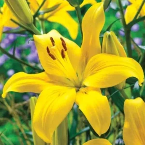 6 Asiatic Lily Flower Bulbs Mix - Perennial Butterfly Garden Plants - Image 9
