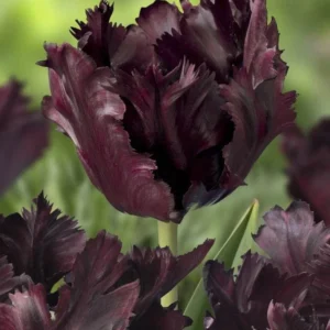 6 Black Parrot Tulip Flower Bulbs - Exotic Deep Purple Perennial Flowers - Image 9