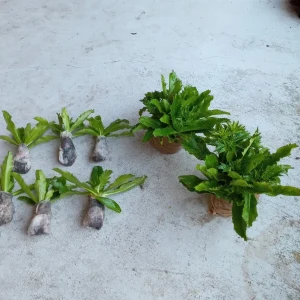 6 Culantro Live Plants - Eryngium Foetidum (Ngo Gai) - Outdoor Herb - Image 2