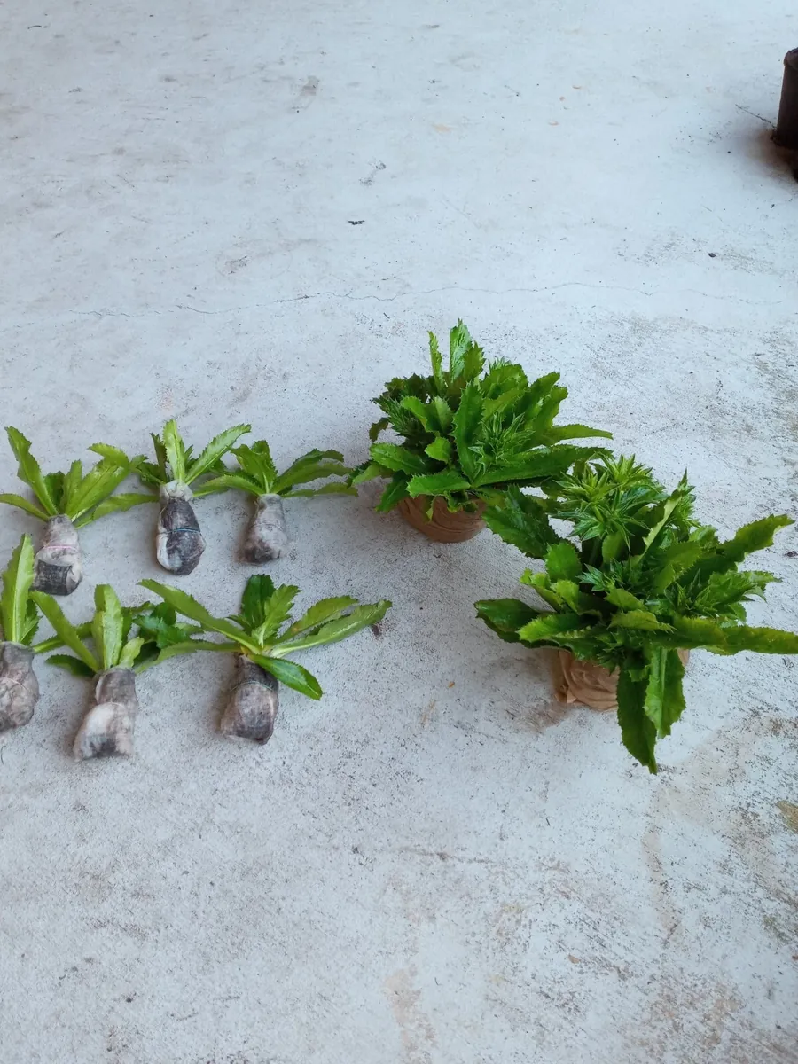 6 Culantro Live Plants - Eryngium Foetidum (Ngo Gai) - Outdoor Herb - Image 2