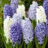 6 Delft Blue Hyacinth Bulbs - Fragrant Spring Flowers, 6-8" Tall, Zones 3-9 - Image 1