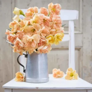 6 Double Daffodil Flower Bulbs Butterfly Mix - Narcissus Perennial Flowers - Image 11