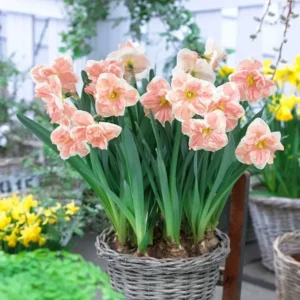 6 Double Daffodil Flower Bulbs Butterfly Mix - Narcissus Perennial Flowers - Image 13