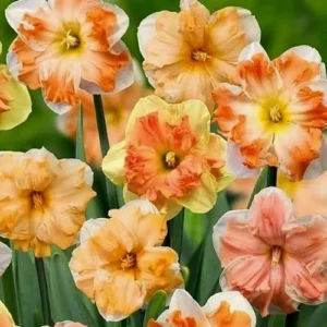 6 Double Daffodil Flower Bulbs Butterfly Mix - Narcissus Perennial Flowers - Image 2