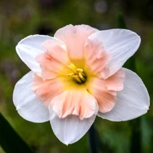 6 Double Daffodil Flower Bulbs Butterfly Mix - Narcissus Perennial Flowers - Image 3