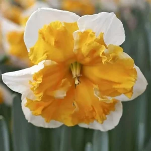 6 Double Daffodil Flower Bulbs Butterfly Mix - Narcissus Perennial Flowers - Image 4