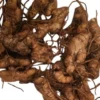 6 Fresh Shampoo Ginger Rhizomes - Zingiber Zerumbet Roots - Pinecone Ginger Plant - Image 4