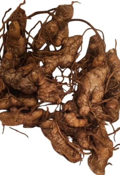 6 Fresh Shampoo Ginger Rhizomes - Zingiber Zerumbet Roots - Pinecone Ginger Plant - Image 4