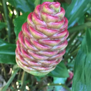 6 Fresh Shampoo Ginger Rhizomes - Zingiber Zerumbet Roots - Pinecone Ginger Plant - Image 6