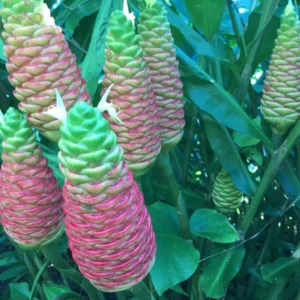 6 Fresh Shampoo Ginger Rhizomes - Zingiber Zerumbet Roots - Pinecone Ginger Plant - Image 7