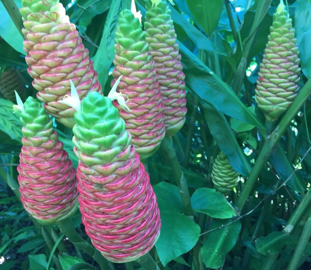 6 Fresh Shampoo Ginger Rhizomes - Zingiber Zerumbet Roots - Pinecone Ginger Plant - Image 7