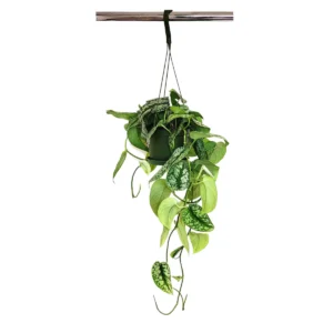 6 inch Silver Satin Pothos Live Plant - Scindapsus Pictus Trailing Houseplant - Image 2