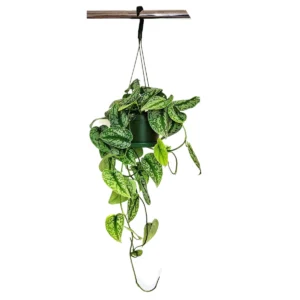 6 inch Silver Satin Pothos Live Plant - Scindapsus Pictus Trailing Houseplant - Image 3