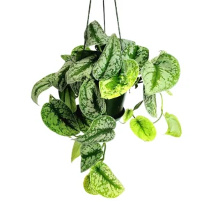 6 inch Silver Satin Pothos Live Plant - Scindapsus Pictus Trailing Houseplant - Image 1