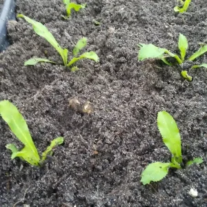 6 Live Culantro Plants – Eryngium Foetidum (Ngo Gai) – Outdoor Herb - Image 5